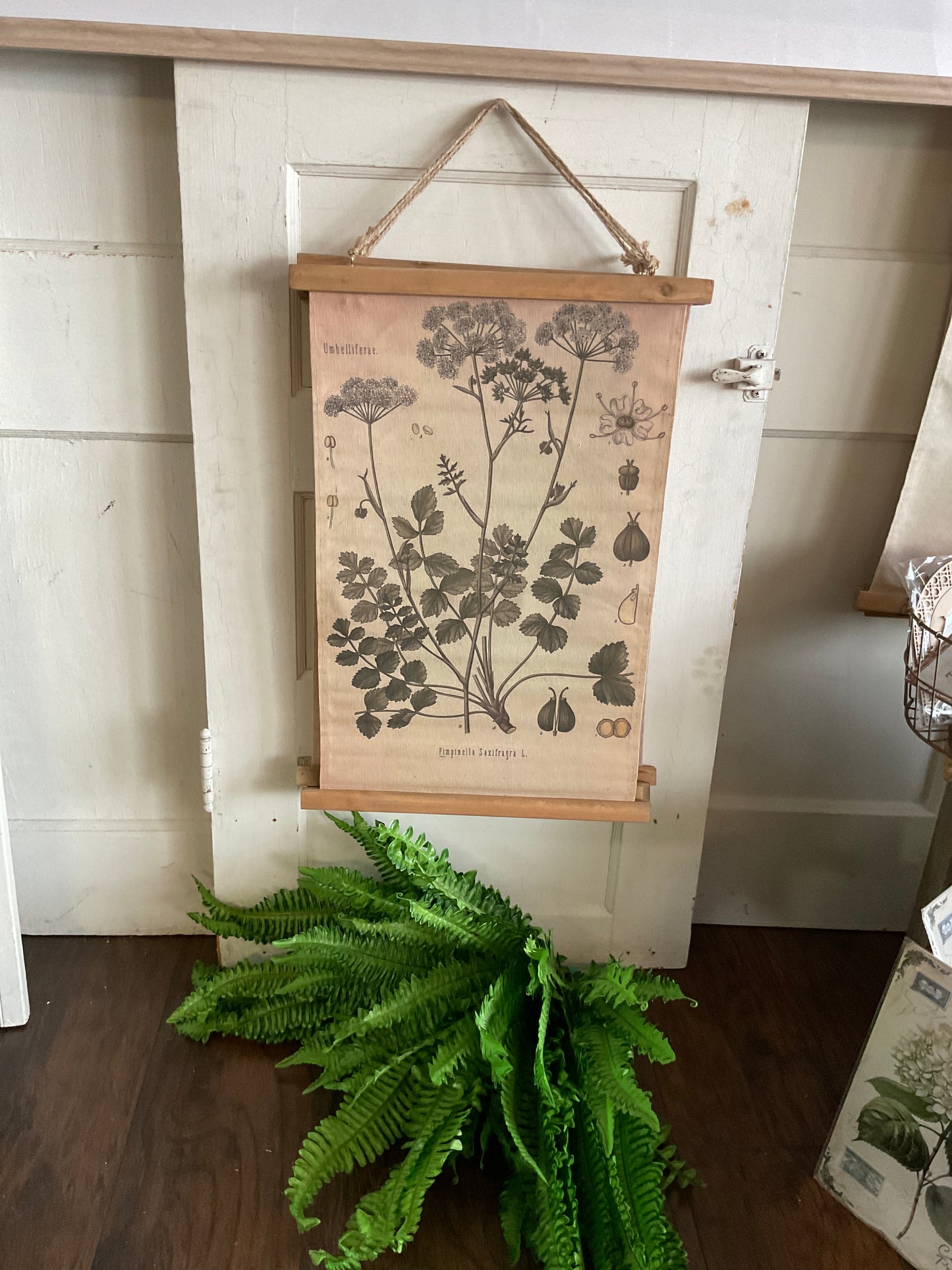 Floral Umbelliferae 1 Hanging Canvas